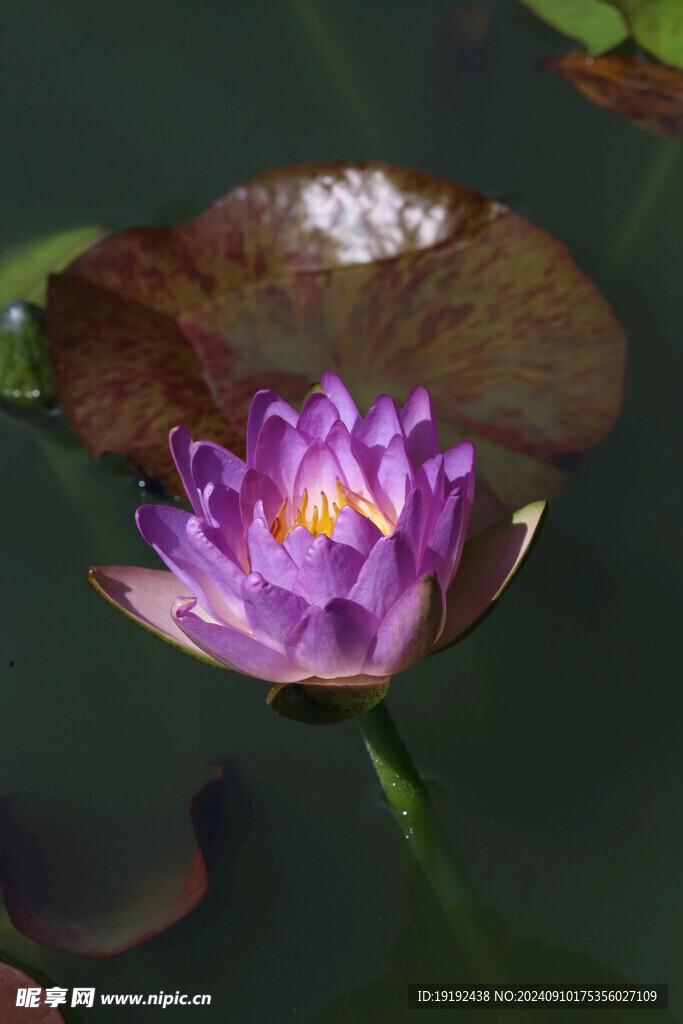 睡莲花  