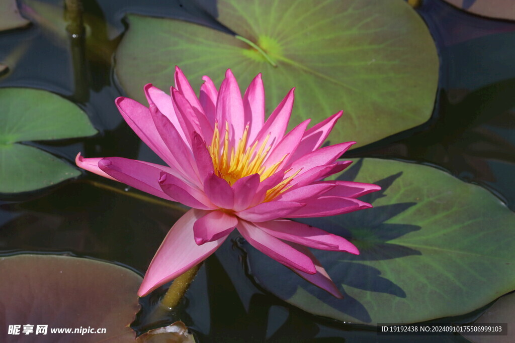 睡莲花  
