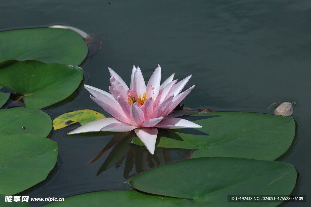 睡莲花  