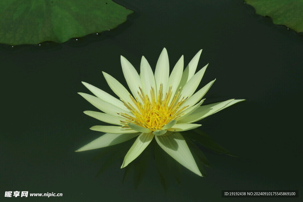 睡莲花  