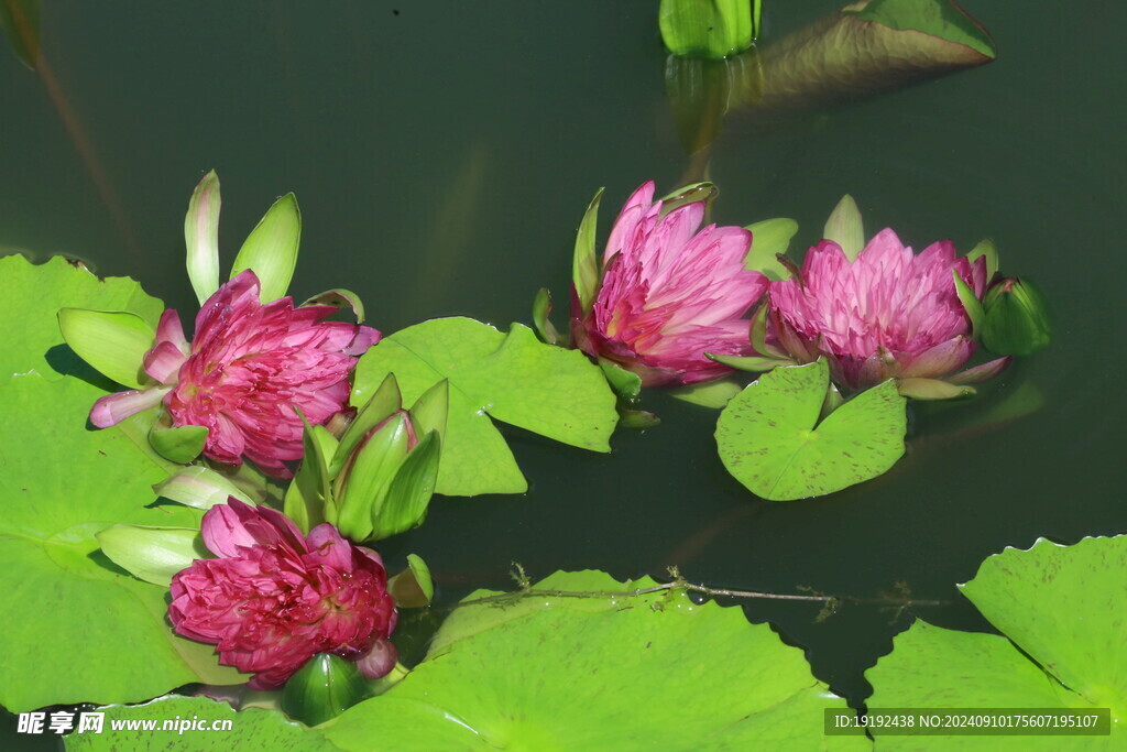 睡莲花  