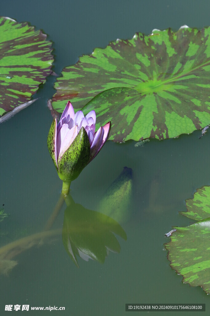 睡莲花  