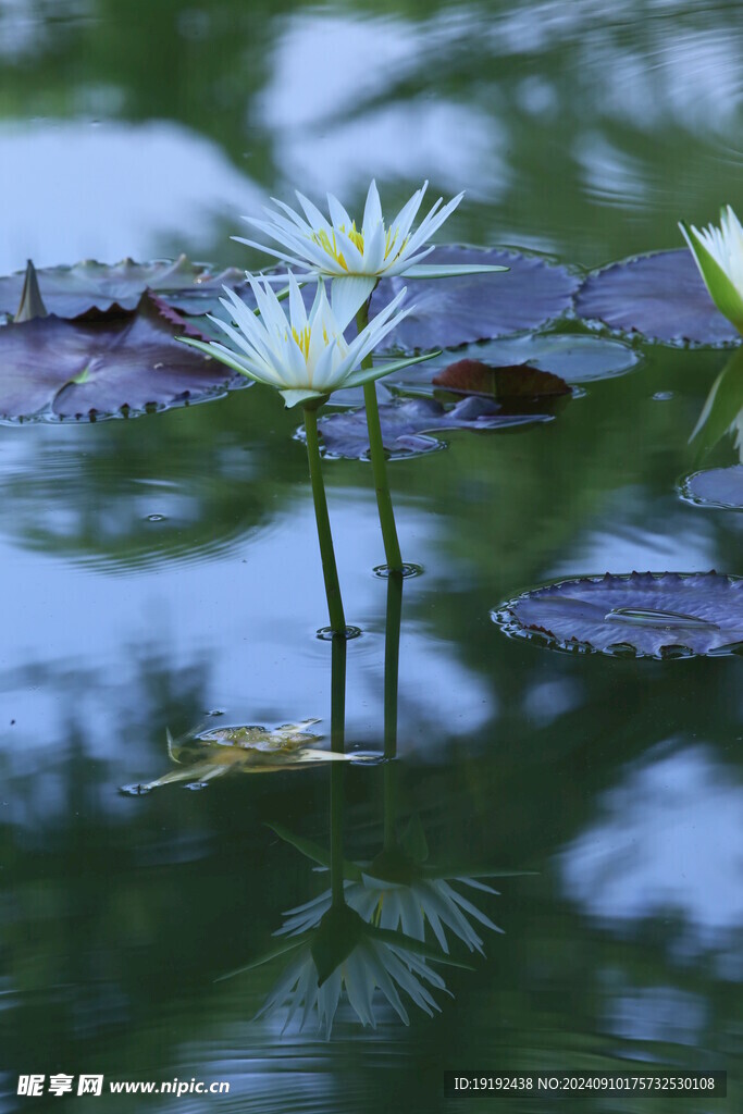 睡莲花  