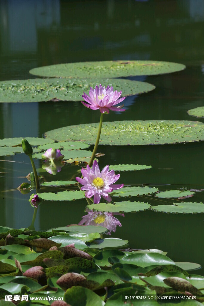 睡莲花 