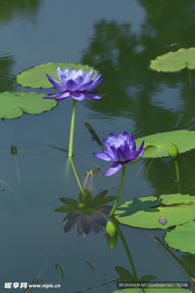 睡莲花 