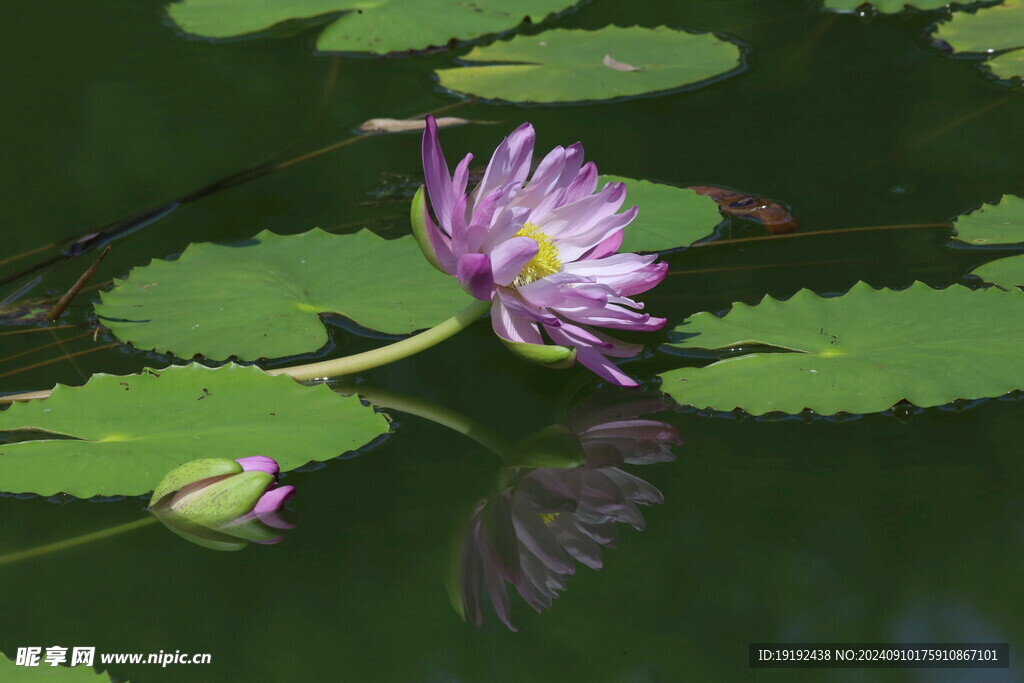 睡莲花  