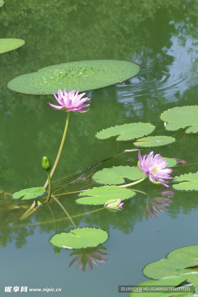 睡莲花  