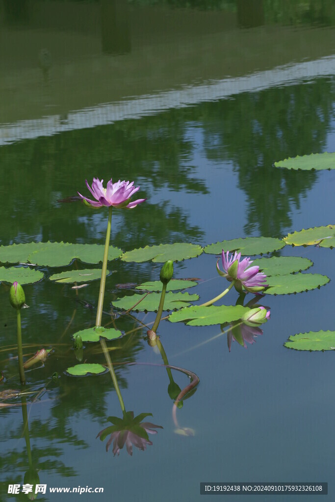 睡莲花  