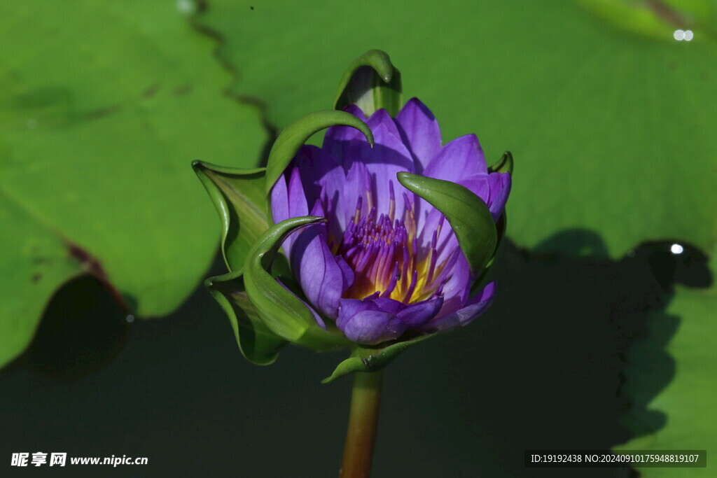 睡莲花  
