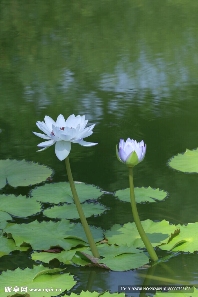 睡莲  