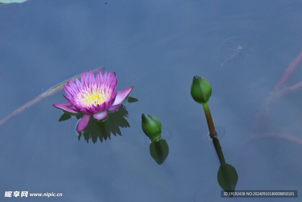 睡莲花 
