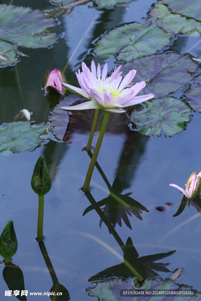 睡莲花  
