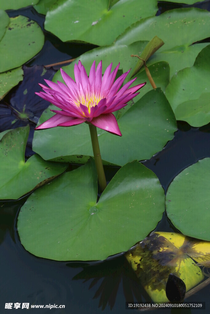 睡莲花  