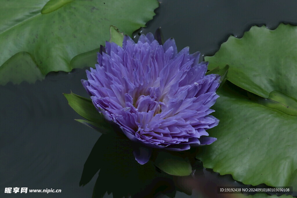睡莲花  