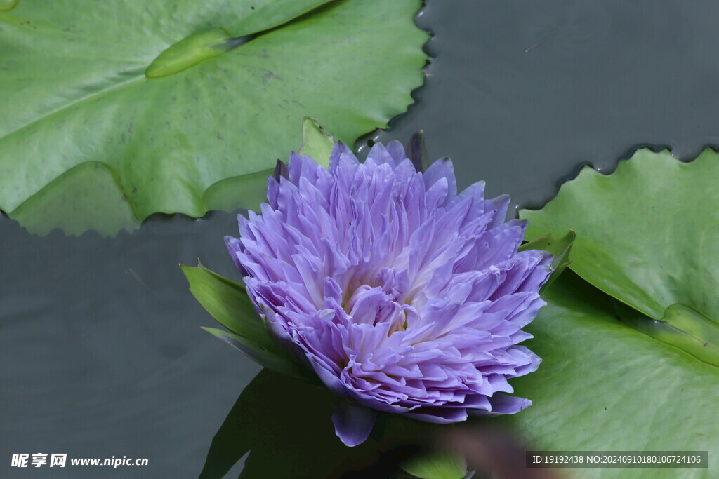 睡莲花  