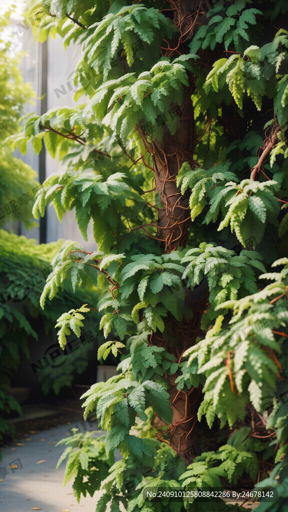 若常青藤般枝条丰盈