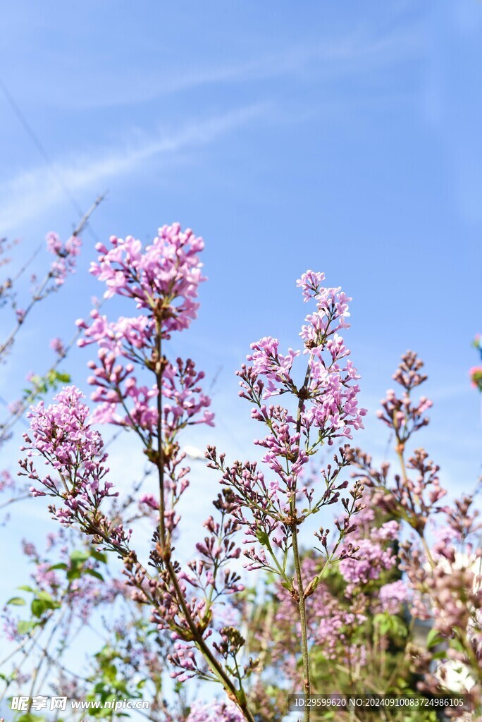 樱花  