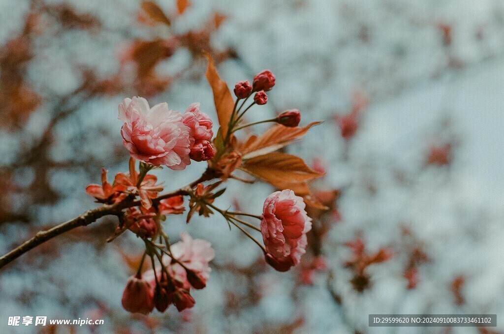 樱花  