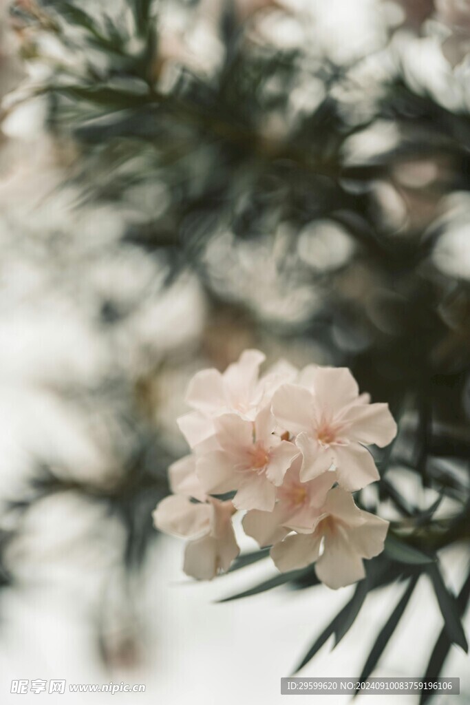 夹竹桃花  