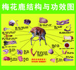 梅花鹿结构图