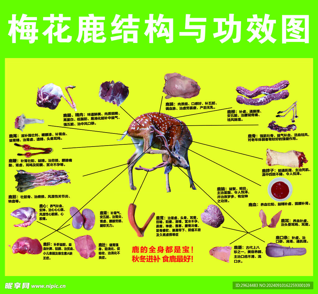 梅花鹿结构图