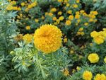 缎子花