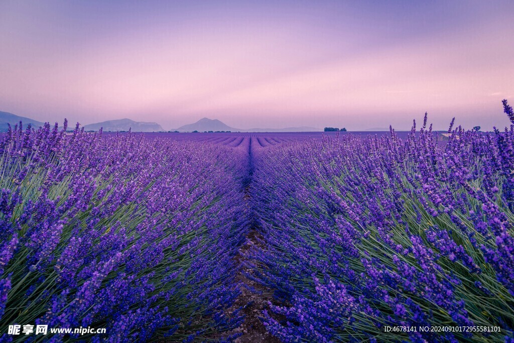 薰衣草