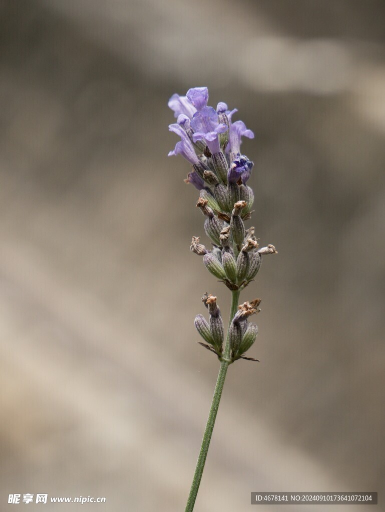 薰衣草