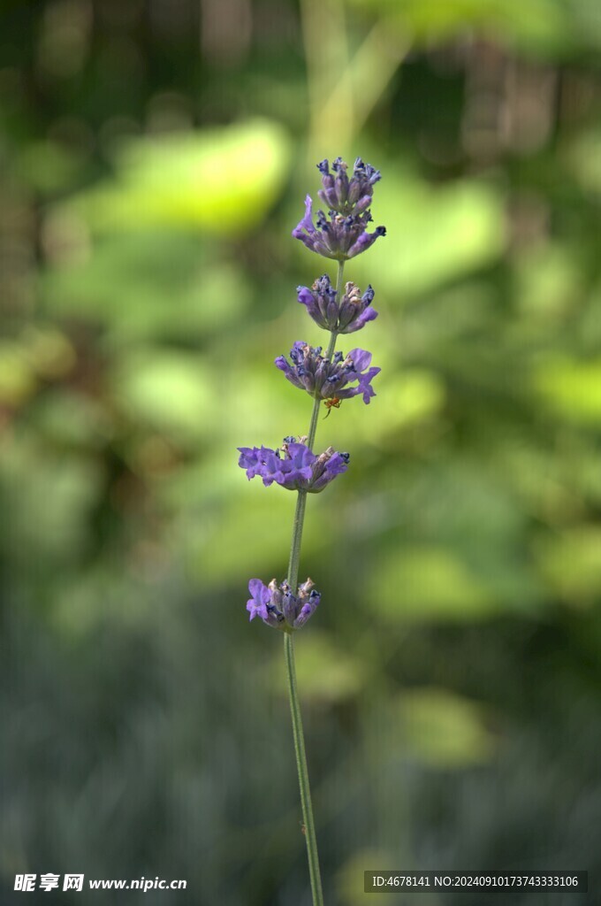 薰衣草