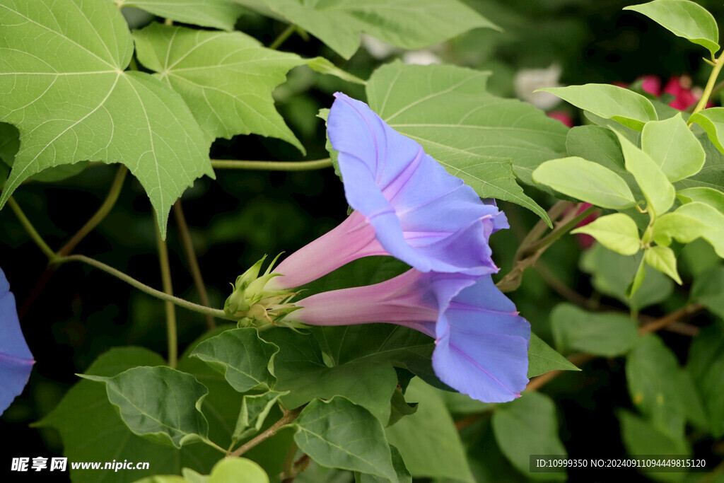 牵牛花