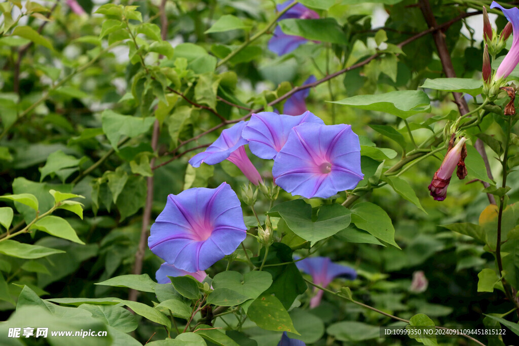 牵牛花