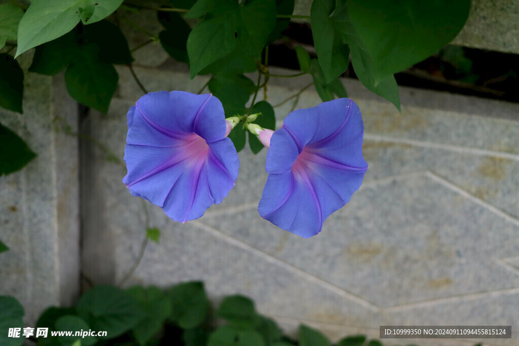 牵牛花