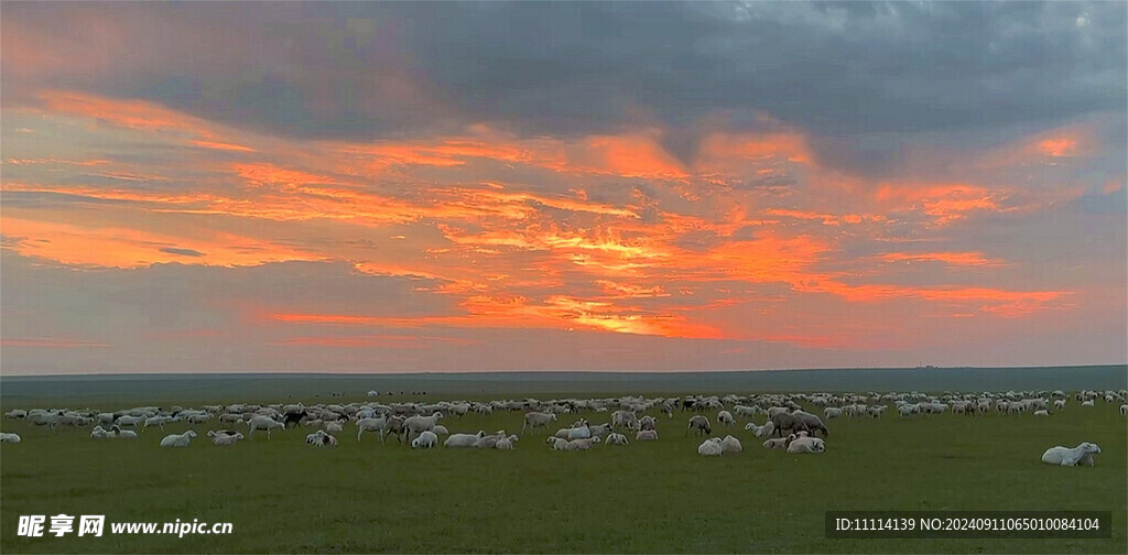 奥克兰牧场黄昏风景