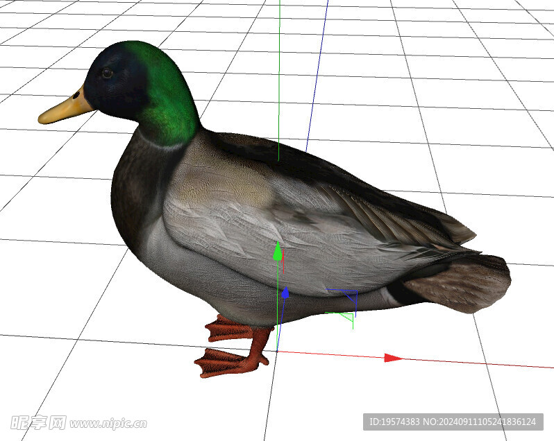 C4D模型 野鸭子