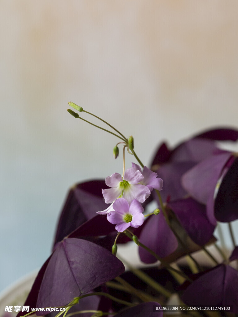 花特写