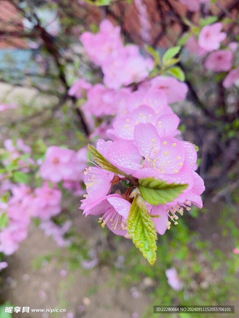 春天的桃花