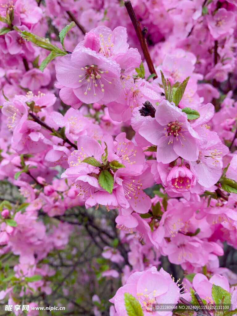 粉红色桃花