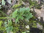 苔藓永生花复活草