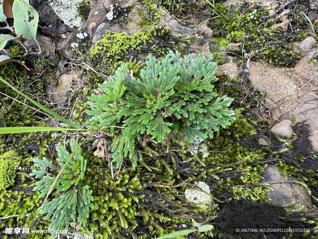 苔藓永生花复活草