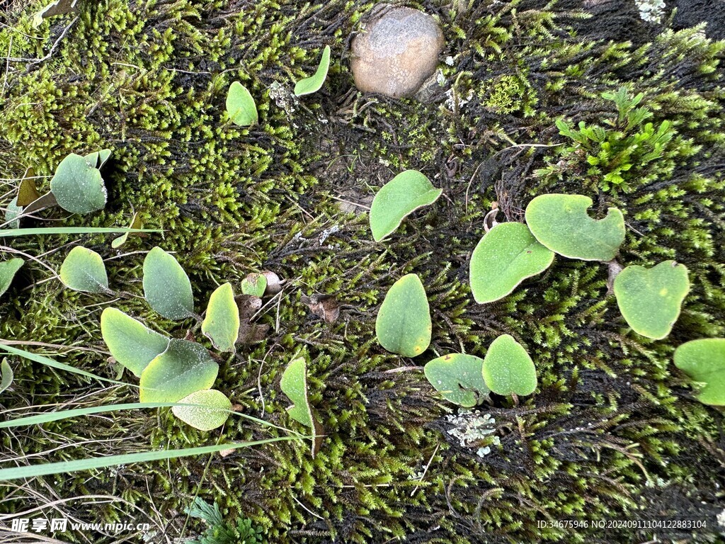 苔藓