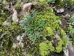 苔藓永生花复活草