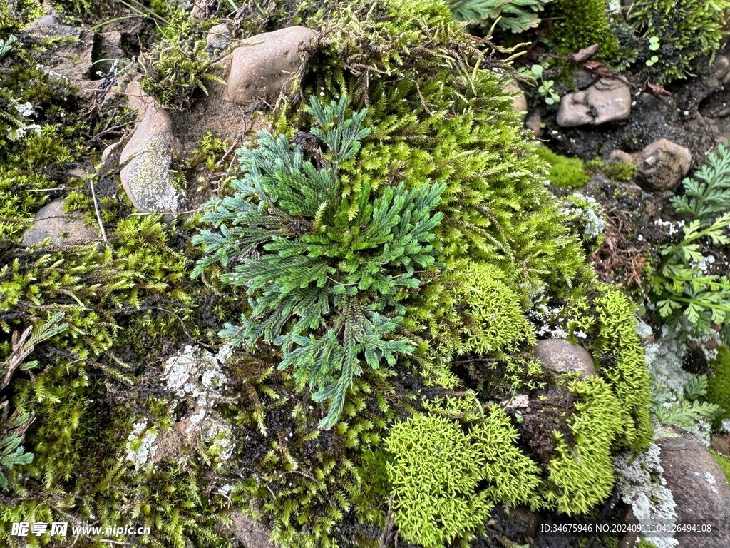 苔藓永生花复活草