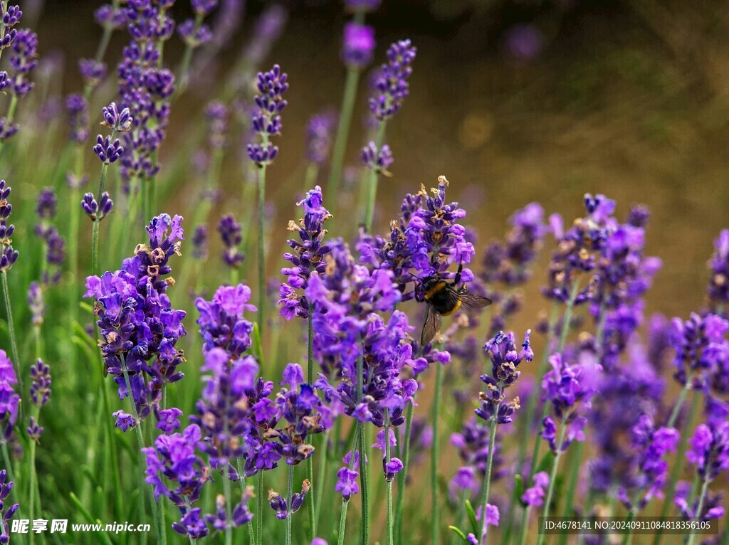 薰衣草