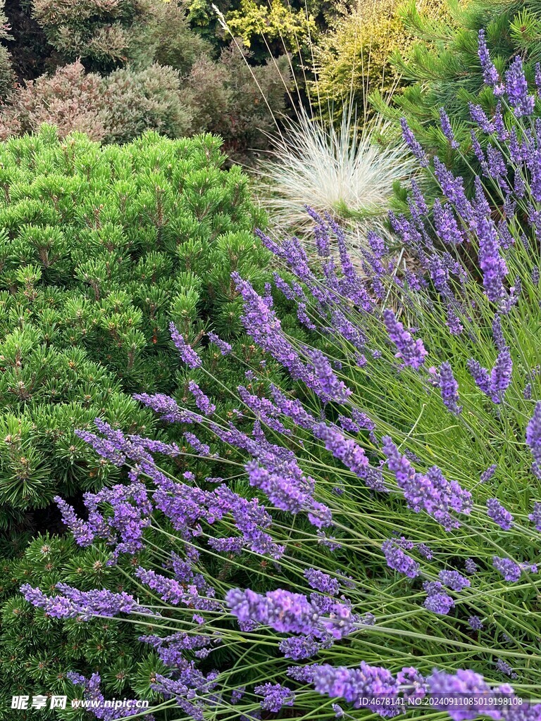 花草背景