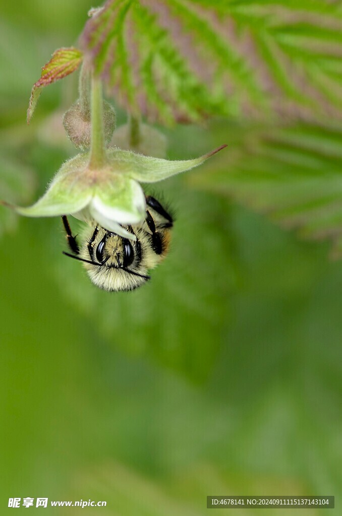 花与蜜蜂