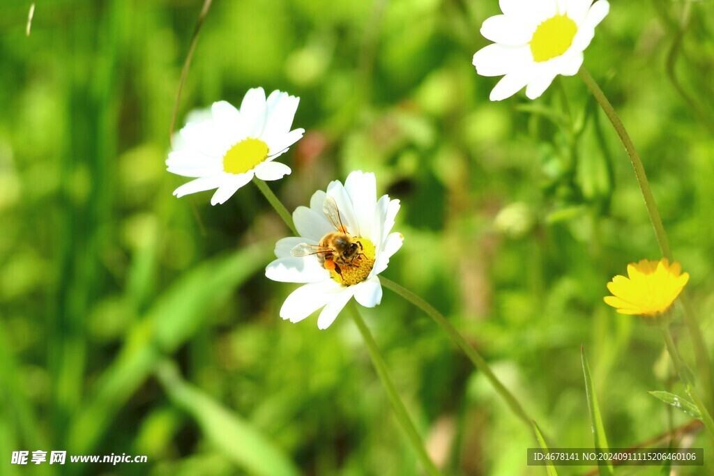 花与蜜蜂