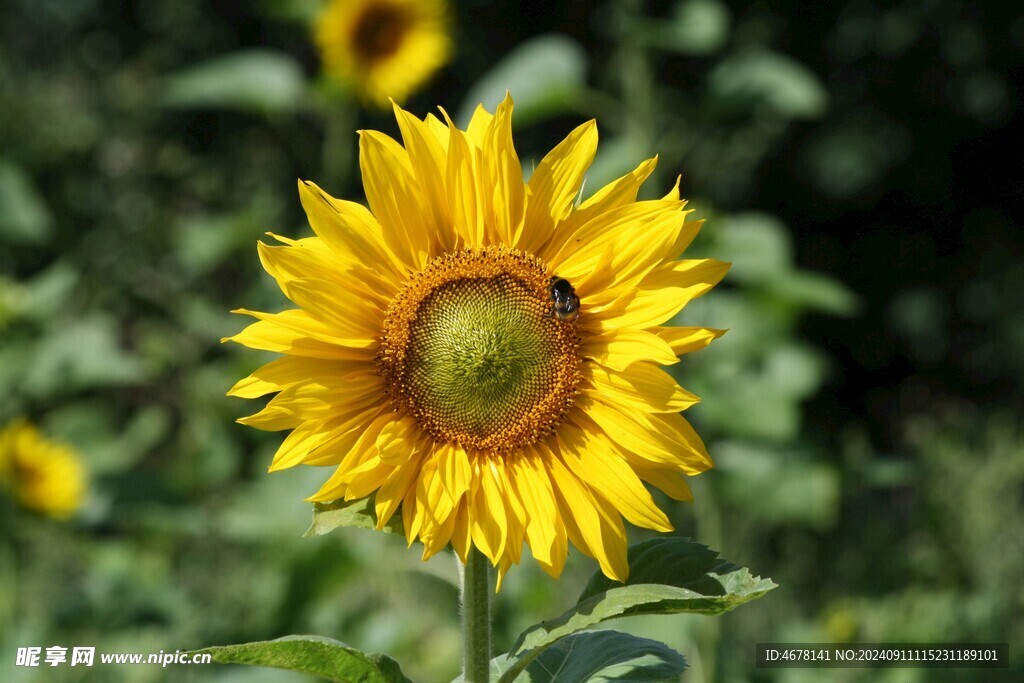 花与蜜蜂