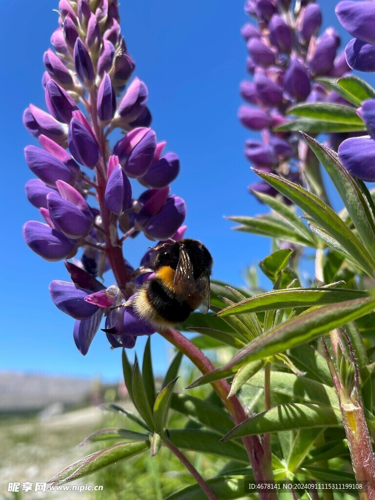 花与蜜蜂