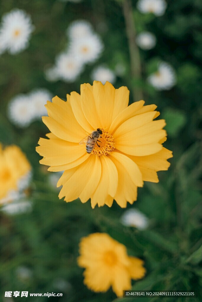 花与蜜蜂