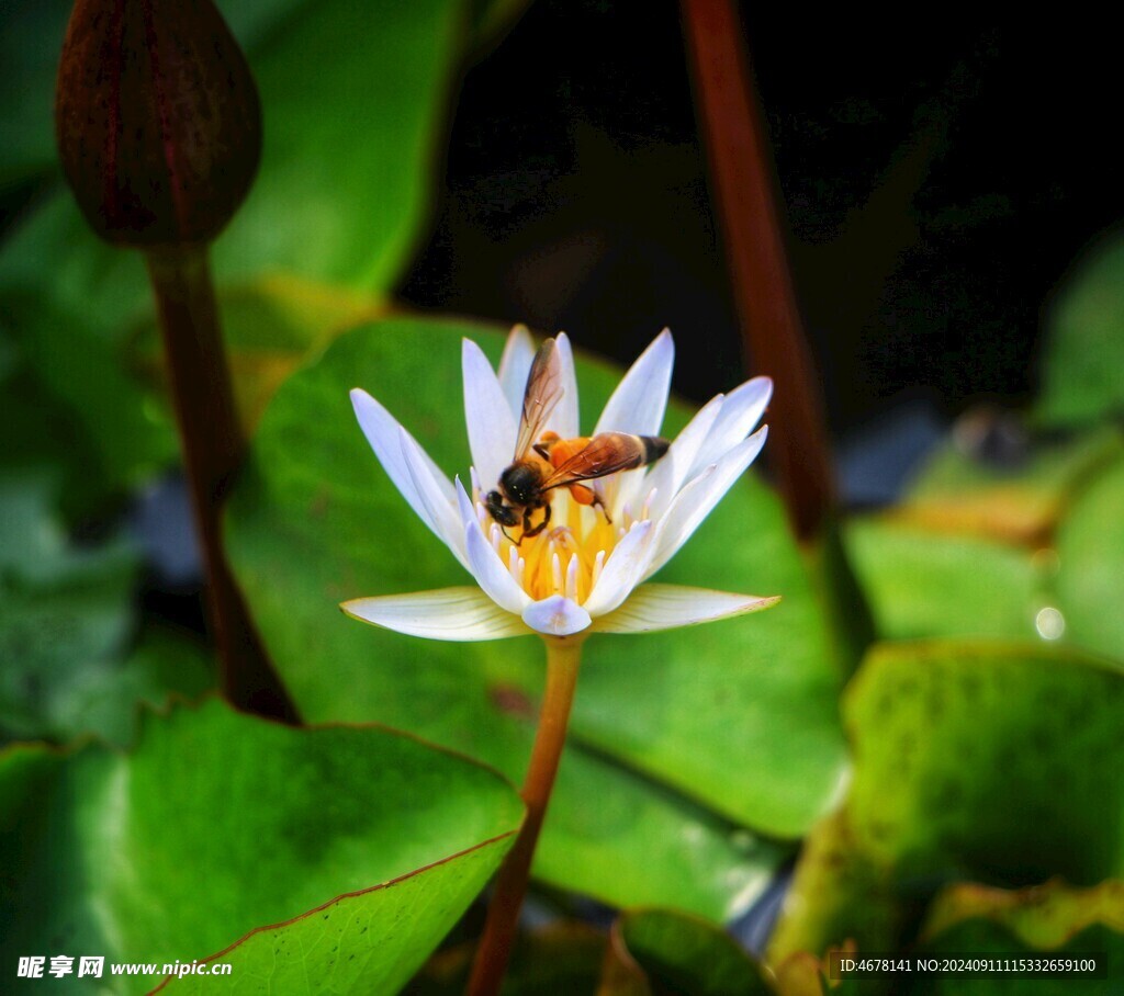 花与蜜蜂